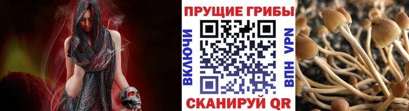 купить закладку  Мураши  Псилоцибиновые грибы Psilocybine cubensis 